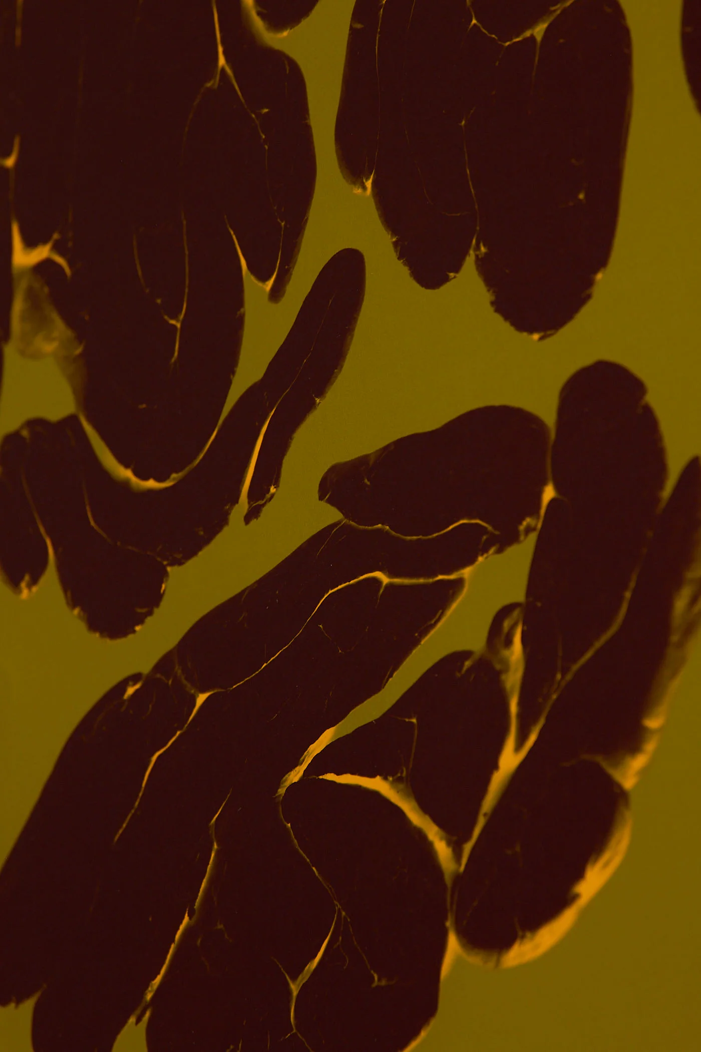 Echo - Image 5
